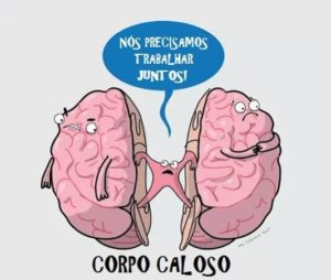 Corpo Caloso